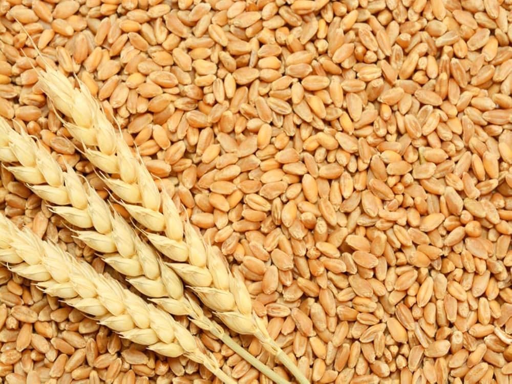 Sharbati Wheat